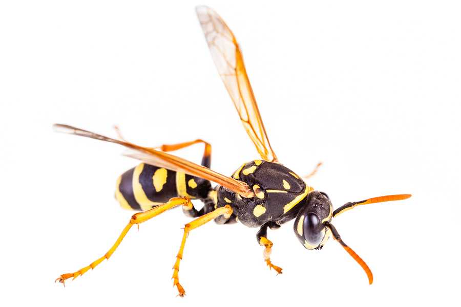 OWASP Top Ten 2017 OWASP Top Ten 2017